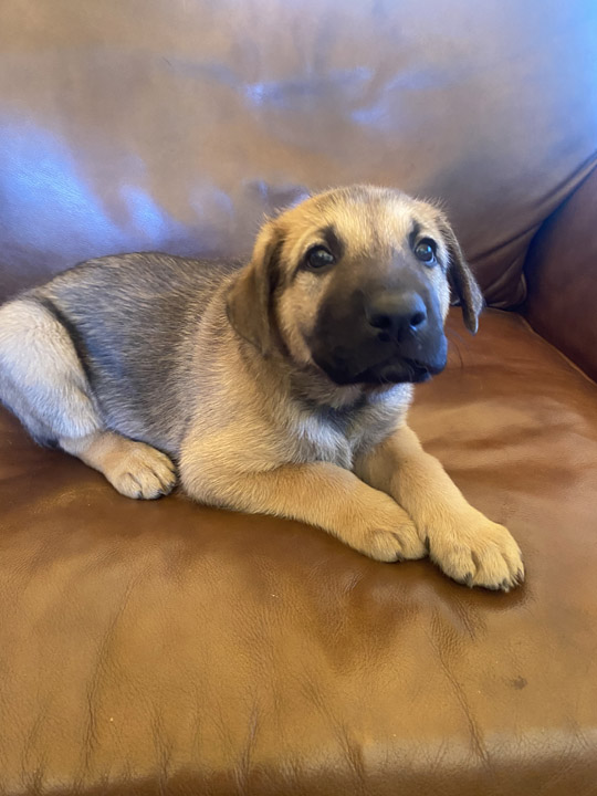 chinook dog